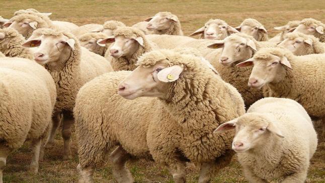 عيد الأضحى.. عدد رؤوس الاغنام والماعز المرقمة والمعدة للذبح بلغ 5,4 مليون رأس￼