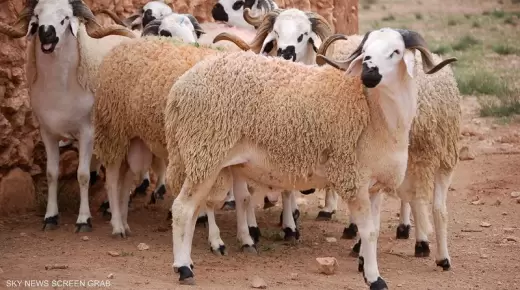 “الصردي” خروف الشاوية الذي تسيد سوق الأضاحي بالمغرب
