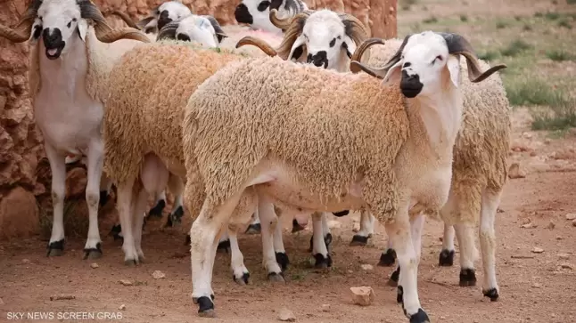 “الصردي” خروف الشاوية الذي تسيد سوق الأضاحي بالمغرب