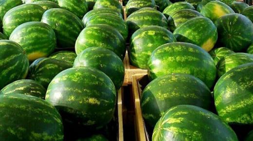 المغرب يحتل الرتبة الثانية في صادرات البطيخ نحو أوروبا￼