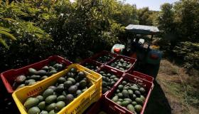 المغرب يسجل رقما قياسيا جديدا بتصديره 112 ألف طن من الأفوكادو خلال موسم 2024-2025