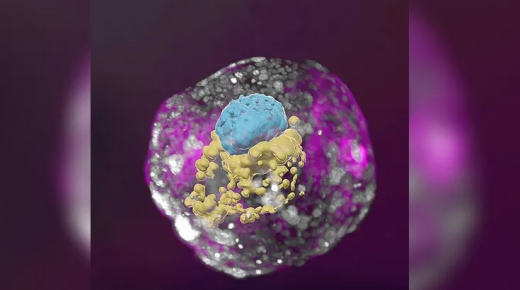 علماء ينجحون في تطوير نموذج جنين بشري بدون بويضات ولا حيوان منوي￼