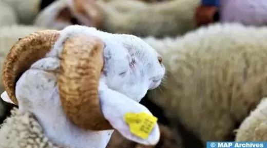 عيد الأضحى 1445 ..انطلاق عملية ترقيم الأغنام والماعز ￼