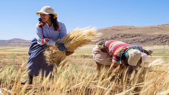 ضعف الموسم الفلاحي يبخر وعود الحكومة بتحقيق 4 في المئة كمعدل نمو اقتصادي..