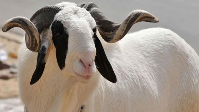 رأس غنم “اللادوم” بسعر 90 مليون..