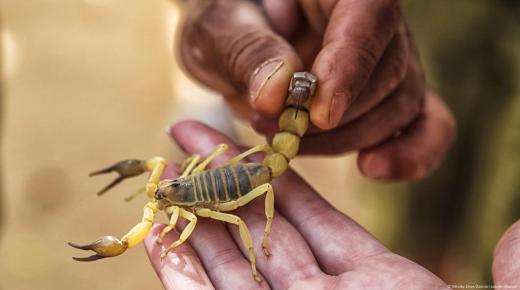 لسعات العقارب ولدغات الأفاعي تهدد حياة الأطفال خاصة في المناطق القروية التي تفتقر مراكزها الصحية إلى الأمصال المضادة..