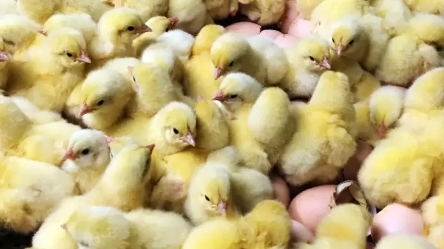 مربو الدجاج يطالبون بإعفاء الكتاكيت والأعلاف من رسوم الاستيراد