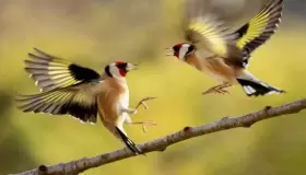 الوكالة الوطنية للمياه والغابات تعزز إجراءات محاربة الاتجار غير المشروع في طائر الحسون..