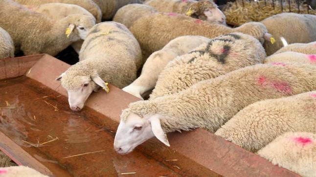 وزارة الفلاحة تعلن عن تعديل مهم في قانون ذبح إناث الماشية..