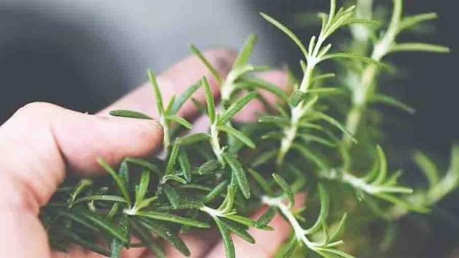 توابل موجودة في أغلب المطابخ العربية قد تُعالج مرض الزهايمر..