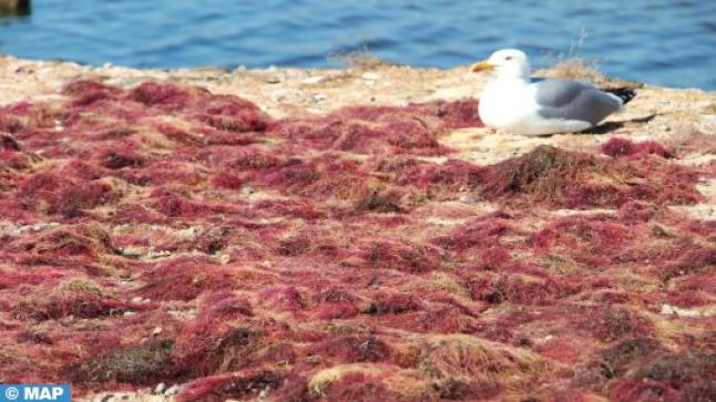 استزراع الطحالب البحرية بالناظور.. تجربة بيئية تعزز التنمية المستدامة