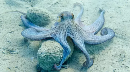 مصدر رسمي..توقيف نشاط صيد الأخطبوط هدفه الحفاظ على الثروة السمكية