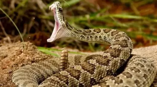 انتشار أعداد كبيرة من الأفاعي السامة بمناطق مختلفة شمال المغرب يبعث على القلق..