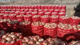 انتعاش غير مسبوق لصادرات البصل المغربي ..