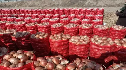 انتعاش غير مسبوق لصادرات البصل المغربي ..