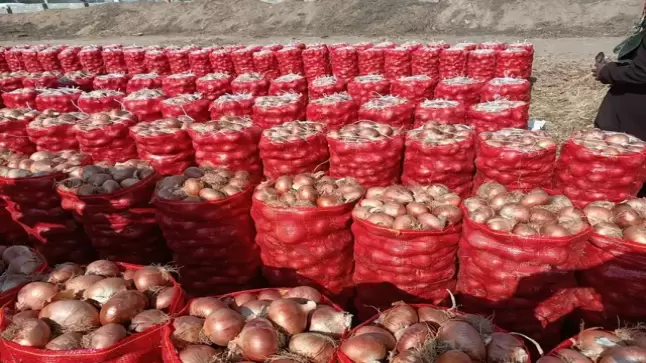 انتعاش غير مسبوق لصادرات البصل المغربي ..