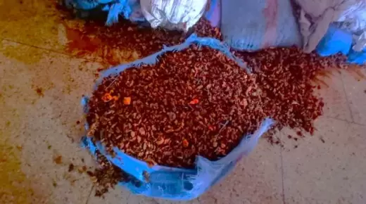 كانت موجهة إلى الأسواق الوطنية..حجز 25 طناً من الفلفل الأحمر الفاسد