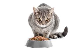  علماء يُطلقون تحذيراً عاجلاً: طعام القطط والكلاب يُسبب السرطان