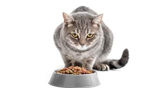  علماء يُطلقون تحذيراً عاجلاً: طعام القطط والكلاب يُسبب السرطان