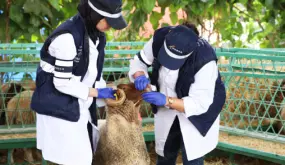 “أونسا”: عيد الأضحى مرَّ في ظروف صحية مُرضية
