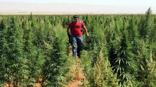 إسبانيا في طريق التحول إلى مزرعة الحشيش الأوروبي..