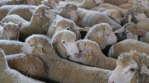 القطيع المستورد يخضع للحجر الصحي 14وما قبل عرضه في الأسواق..