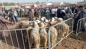 مجلس المنافسة يوافق على تدابير مؤقتة لتنظيم أسواق بيع أضاحي العيد