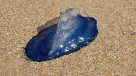 ماهي أخطارها..ظهور ” قنديل البحر المزيف” في شاطئي السعيدية ومرتيل..؟