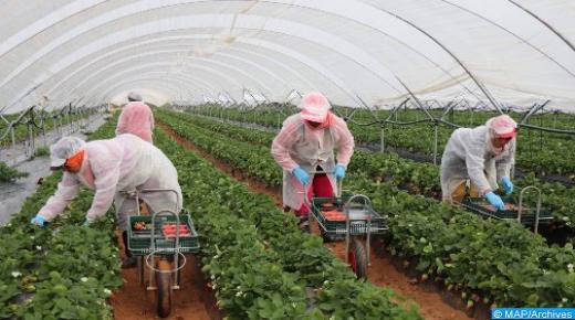 إسبانيا تستعد لاستقبال 15 ألف عاملة مغربية للعمل لجني الفراولة