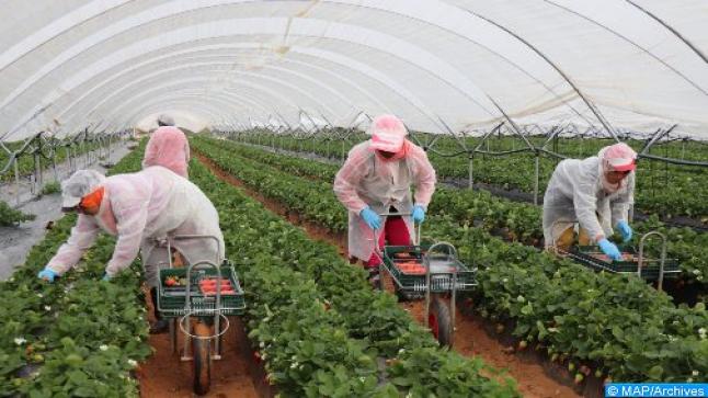 إسبانيا تستعد لاستقبال 15 ألف عاملة مغربية للعمل لجني الفراولة