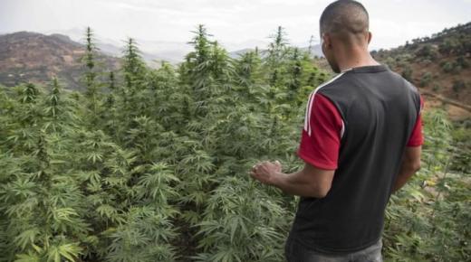 خبير: استخدام القنب الهندي لأغراض طبية سيساهم في علاج العديد من الأمراض..