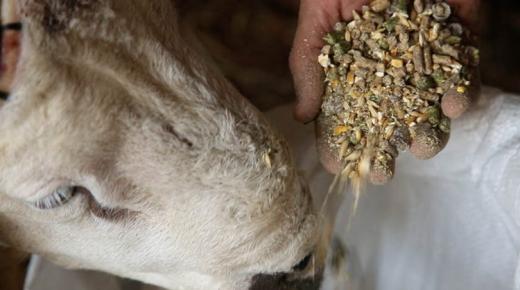 تفكيك شبكة متخصّصة في تسمين الأضاحي بفضلات الدواجن..￼