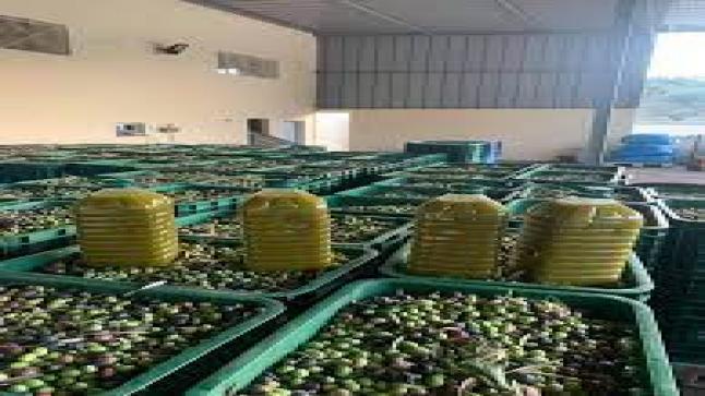 زيت الزيتون.. موسم انخفاض الأسعار إلى أقل من 50 درهما..