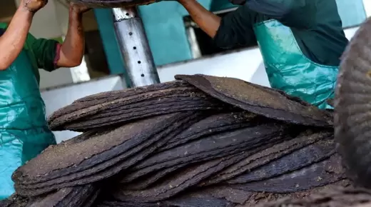 “مرجان الزيتون” يهدد بخسائر بيئية في المجاري المائية..