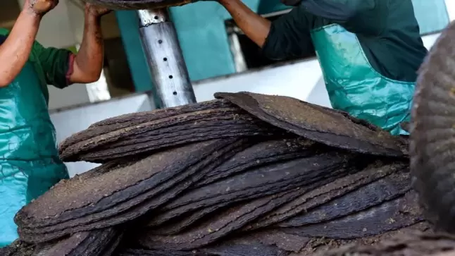 “مرجان الزيتون” يهدد بخسائر بيئية في المجاري المائية..