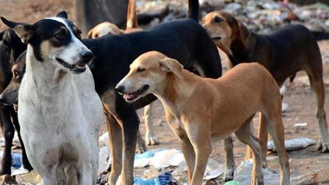 الأخبار التي تتحدث عن حملة للقضاء على الكلاب الضالة “تفتقد لأي أساس”..