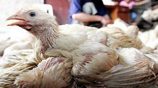 أوروبا تشهد أسوأ موجة إنفلونزا طيور في تاريخها￼