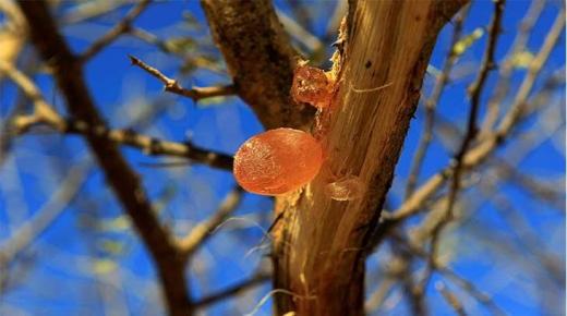 الصراع في السودان يوقف إمدادات «الصمغ العربي» ويهدد شركات مشروبات كوكاكولا وبيبسي كولا بالتوقف..￼
