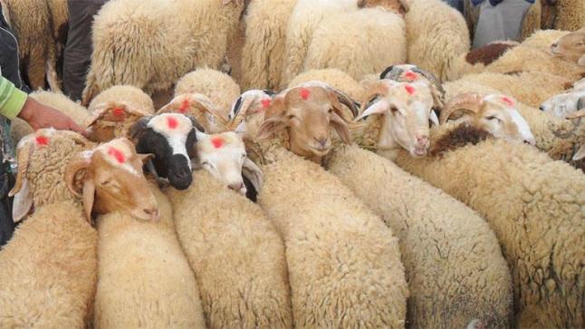 ضبط أكباش العيد تتغذى على فضلات الدجاج..