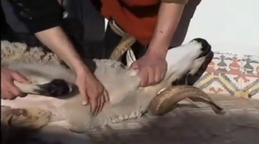 “رهاب الد م”.. الفو بيا التي قد تنغص فرحة العيد على البعض￼￼￼￼!