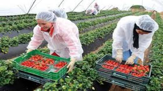 إسبانيا تستقبل فوجا جديدا من العاملات الموسميات المغربيات يتكون من 500 امرأة ..