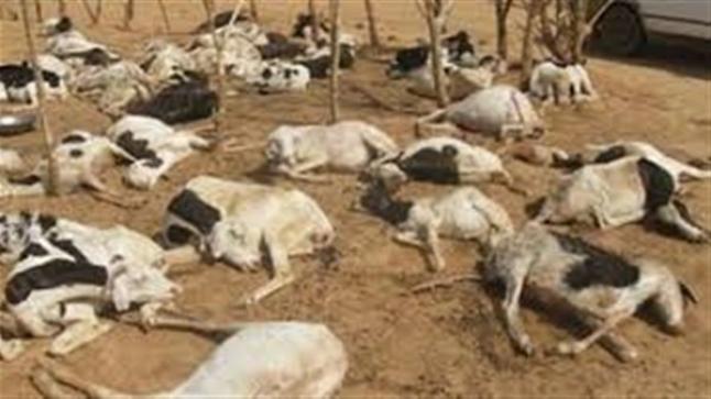 الطاعون يهدد الثروة الحيوانية في الجزائرماذا أعد له المسؤولون بجهة الشرق