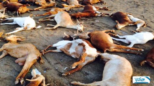 الحمى القلاعية الخطر الزاحف على المغرب من الجارة الشرقية ماذا أعددنا له؟