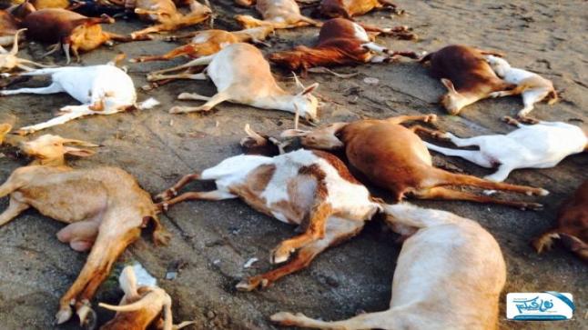 الحمى القلاعية الخطر الزاحف على المغرب من الجارة الشرقية ماذا أعددنا له؟