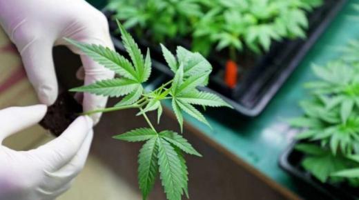 هل تنجح خطة المغرب لاستغلال زراعة القنب الهندي صناعيا وطبيا؟￼