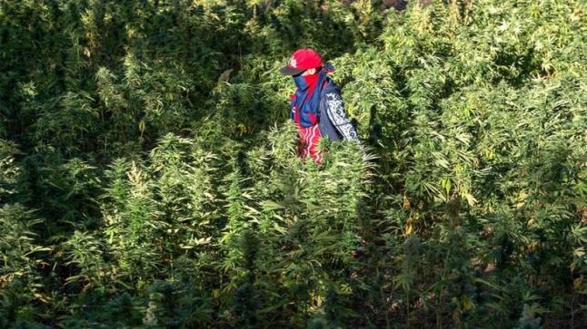 وكالة تقنين أنشطة القنب الهندي تستعد لمنح تراخيص جديدة خلال بحر الأسبوع الجاري￼