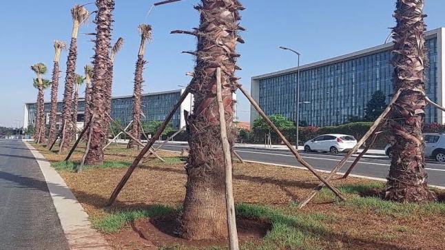 حملة مدنية تطالب بوقف “التنخيل” العشوائي واعتماد سياسة التشجير