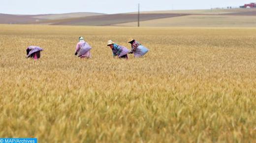 رسميا..المساحة المحروثة من الزراعات الخريفية الرئيسية بلغت 5,35 مليون هكتار..