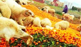 اتلاف الأطنان من فاكهة البرتقال تسائل المسؤولين عن “كذبة”المخطط الأخضر؟