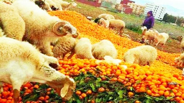 اتلاف الأطنان من فاكهة البرتقال تسائل المسؤولين عن “كذبة”المخطط الأخضر؟